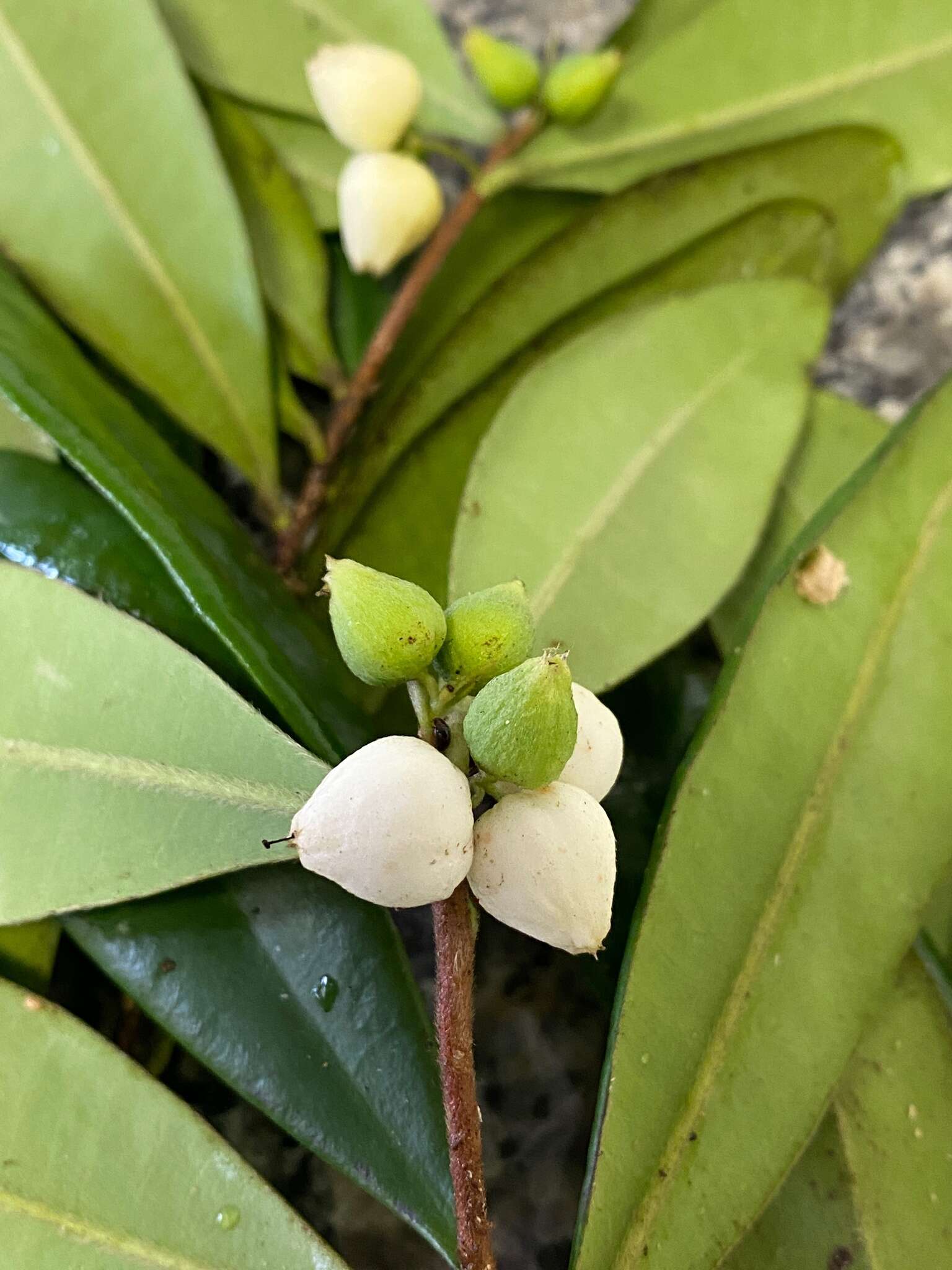 Image of Funifera grandifolia Domke