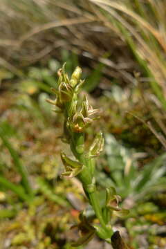 Imagem de Prasophyllum colensoi Hook. fil.