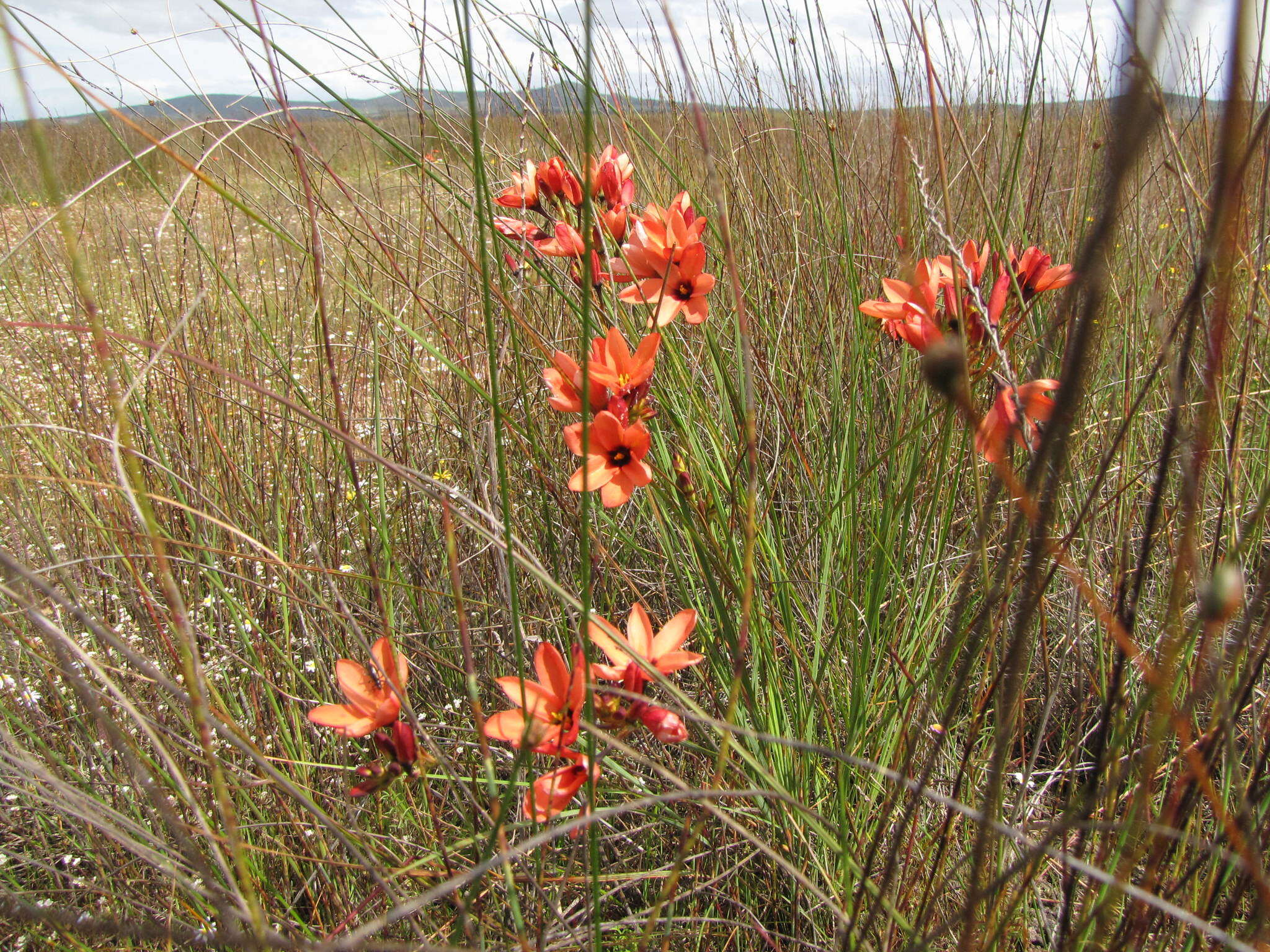 Image of Ixia tenuifolia Vahl