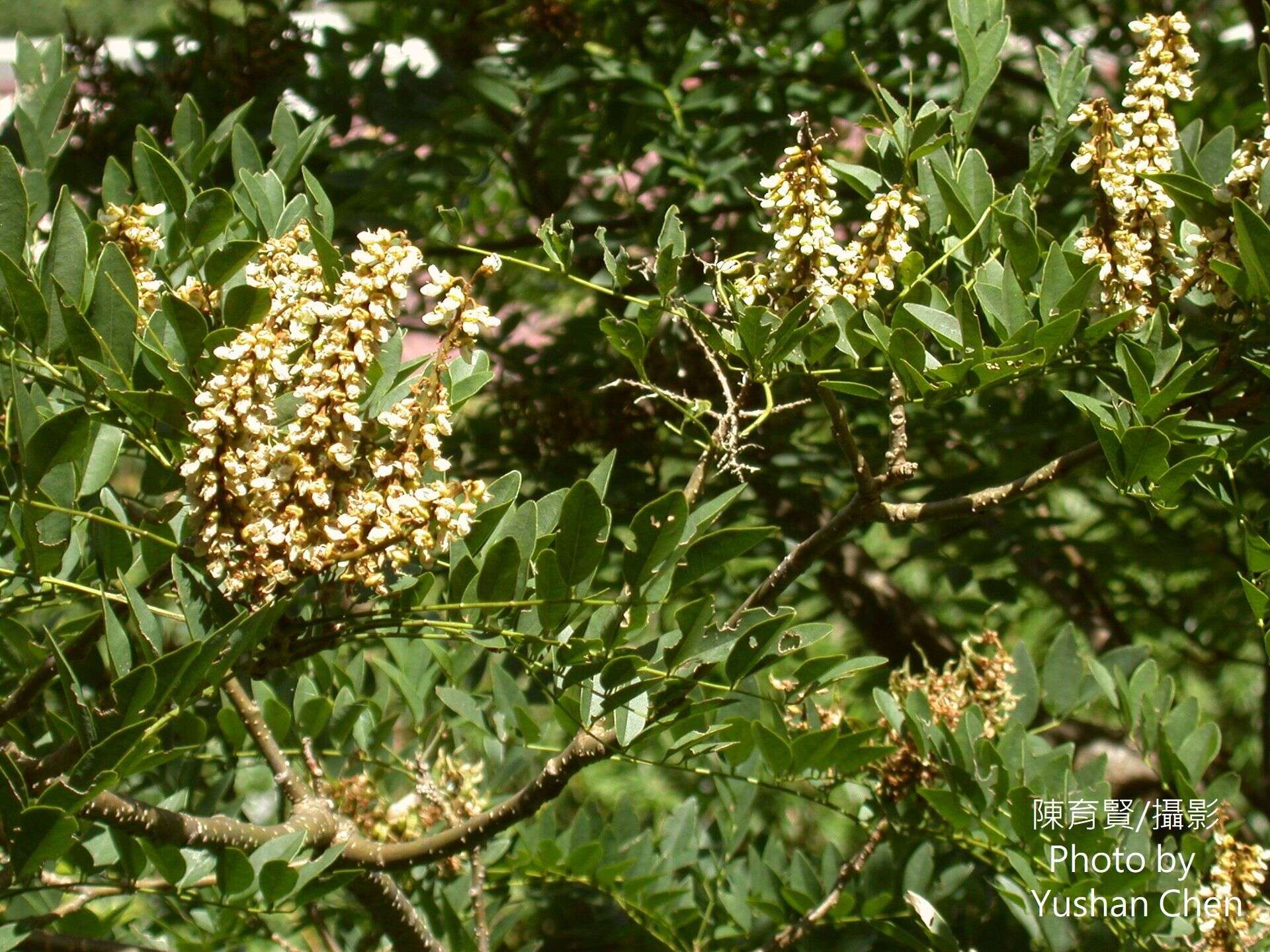 Maackia taiwanensis H. Hoshi & H. Ohashi的圖片