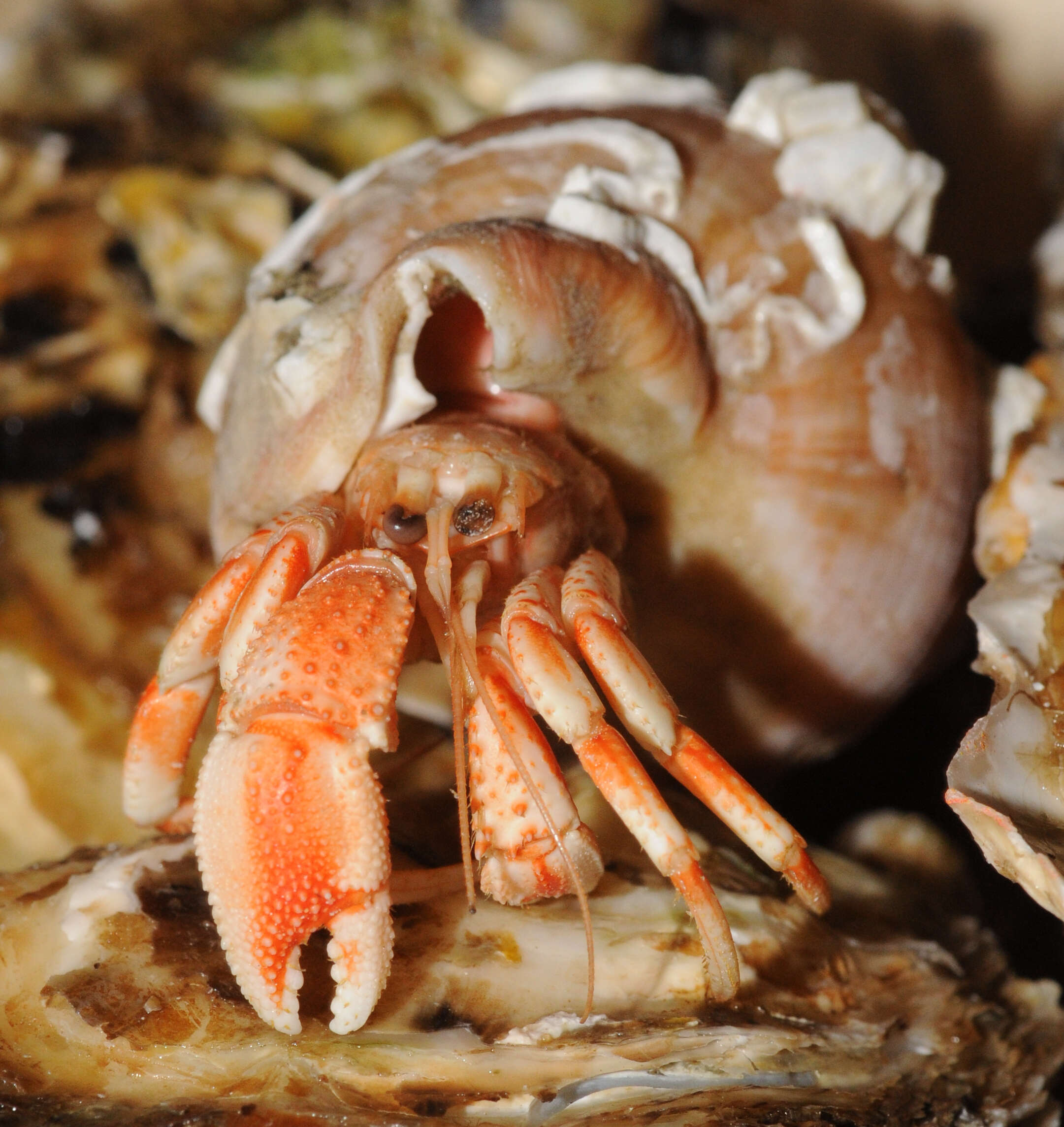 Image of Common hermit crab