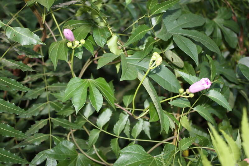 Sivun Ipomoea mauritiana Jacquin kuva