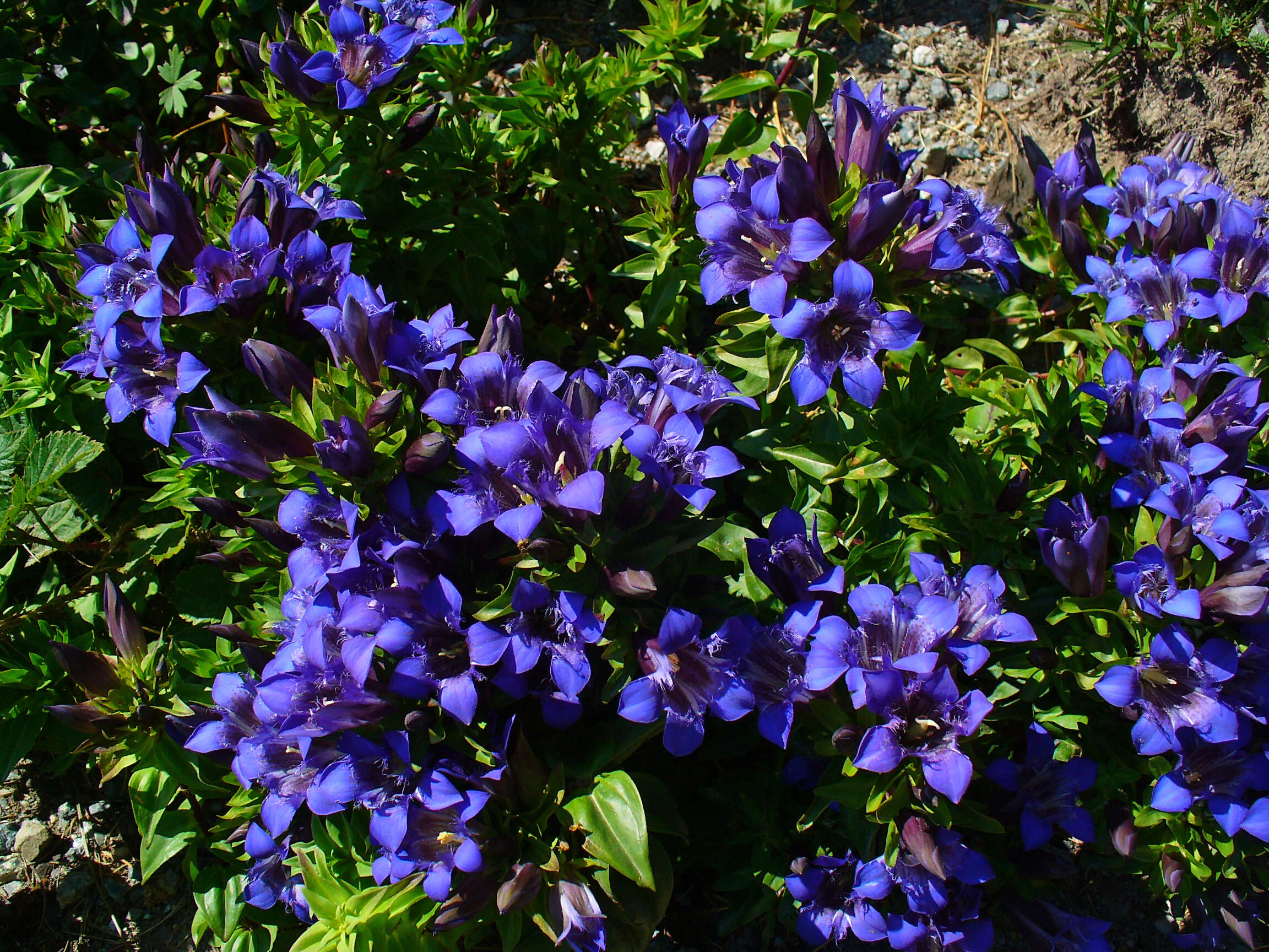 Image of crested gentian