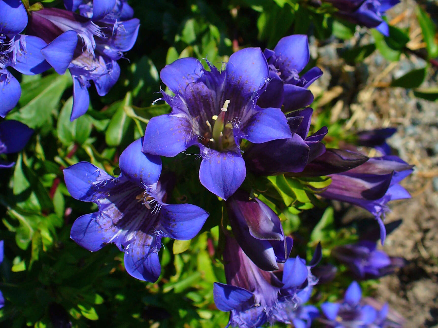 Image of crested gentian