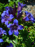 Image of crested gentian