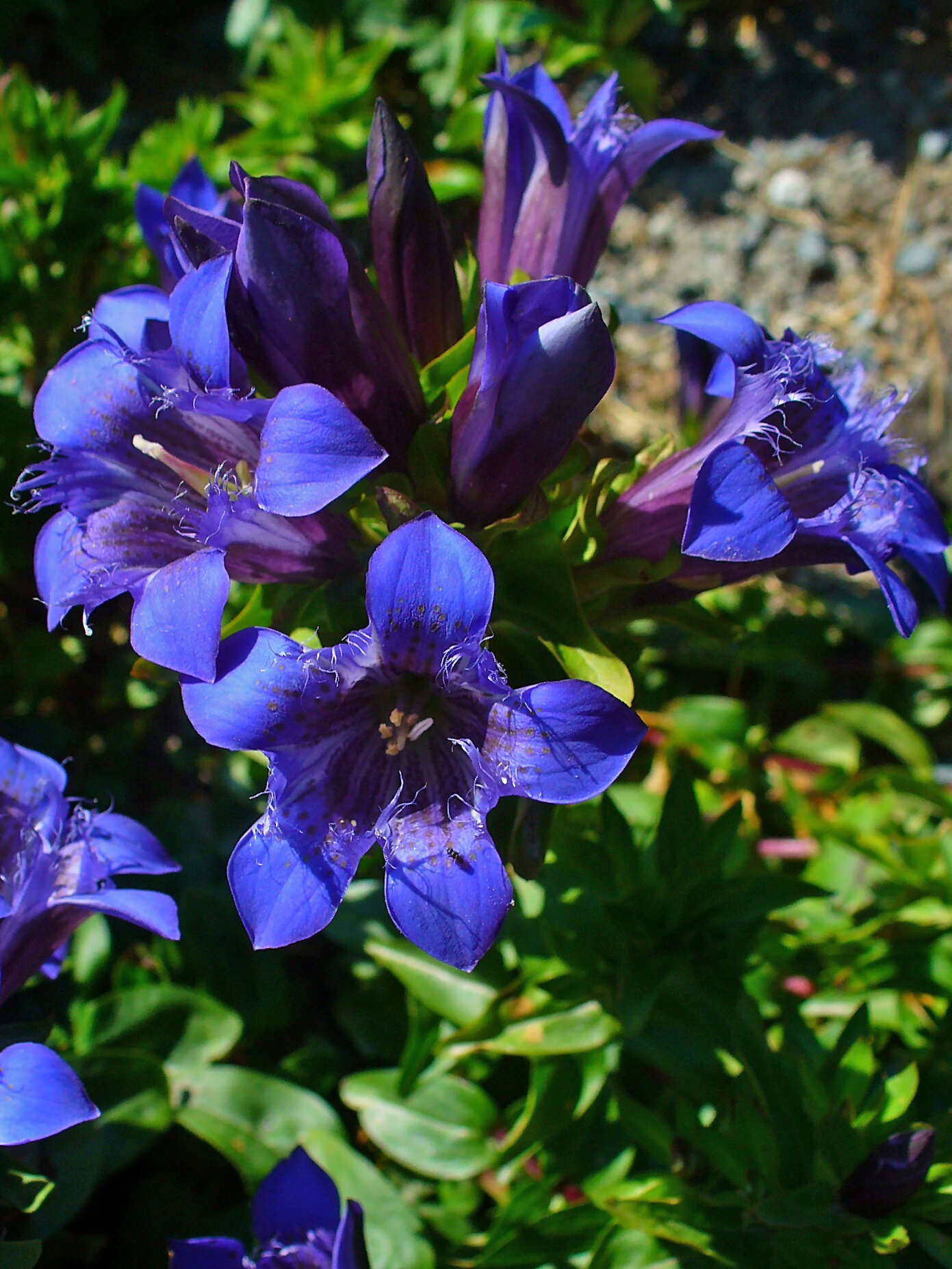 Image of crested gentian