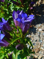 Image of crested gentian