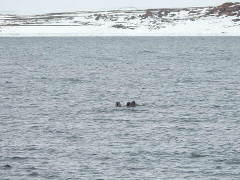 Image of Atlantic Walrus