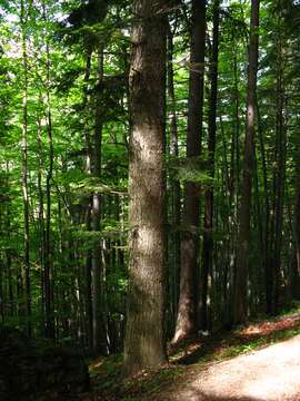 Image of Silver Fir