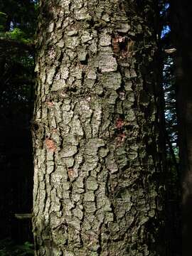 Image of Silver Fir