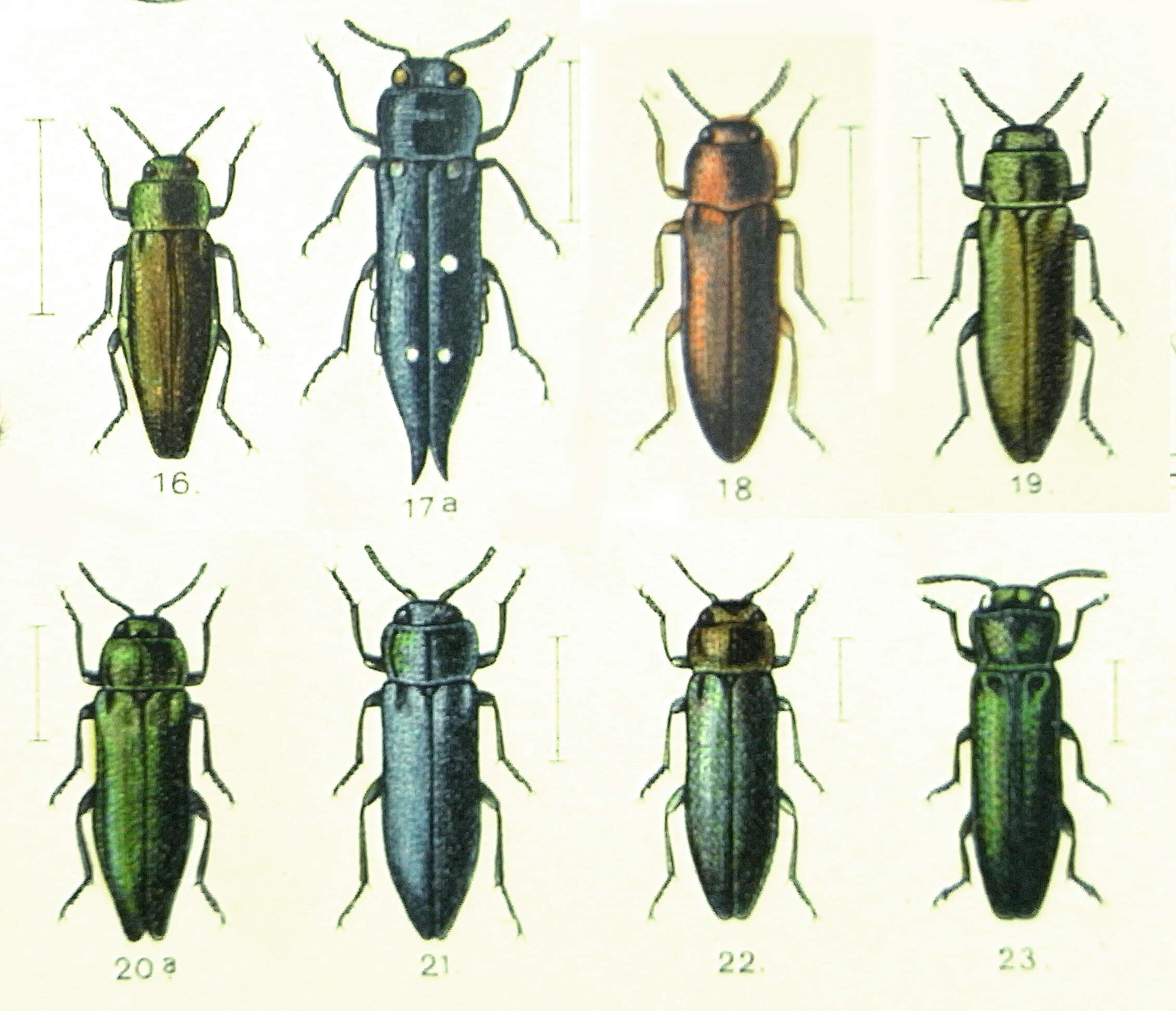 Image of Oak Splendor Beetle