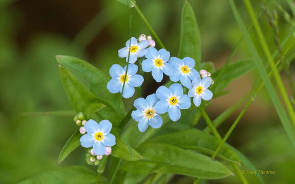 Imagem de Myosotis asiatica (Vesterg.) Schischkin & Sergievskaja