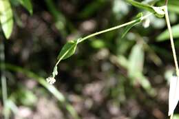 Persicaria sagittata (L.) H. Gross resmi