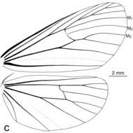 Image of Lyces angulosa