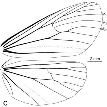 Image of Lyces angulosa