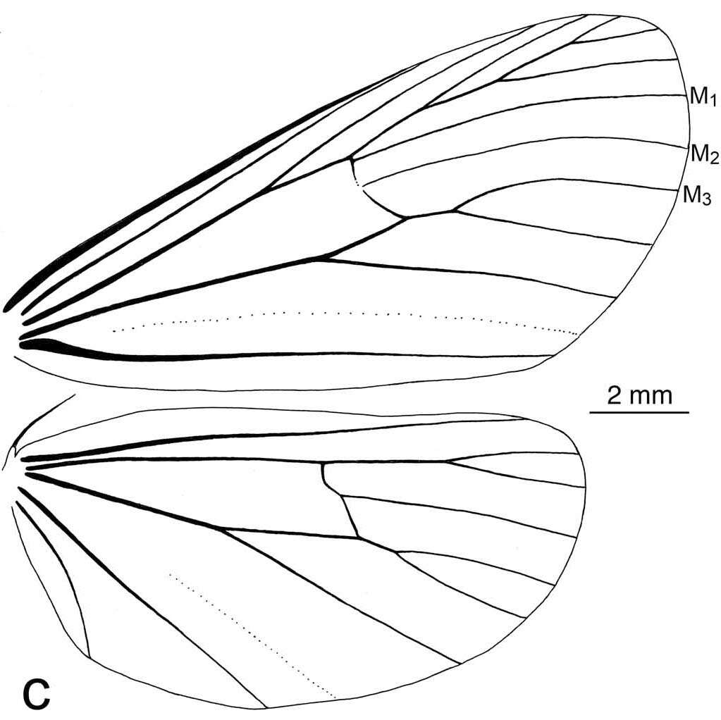 Image of Lyces angulosa