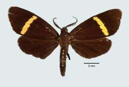 Image of Ephialtias dorsispilota