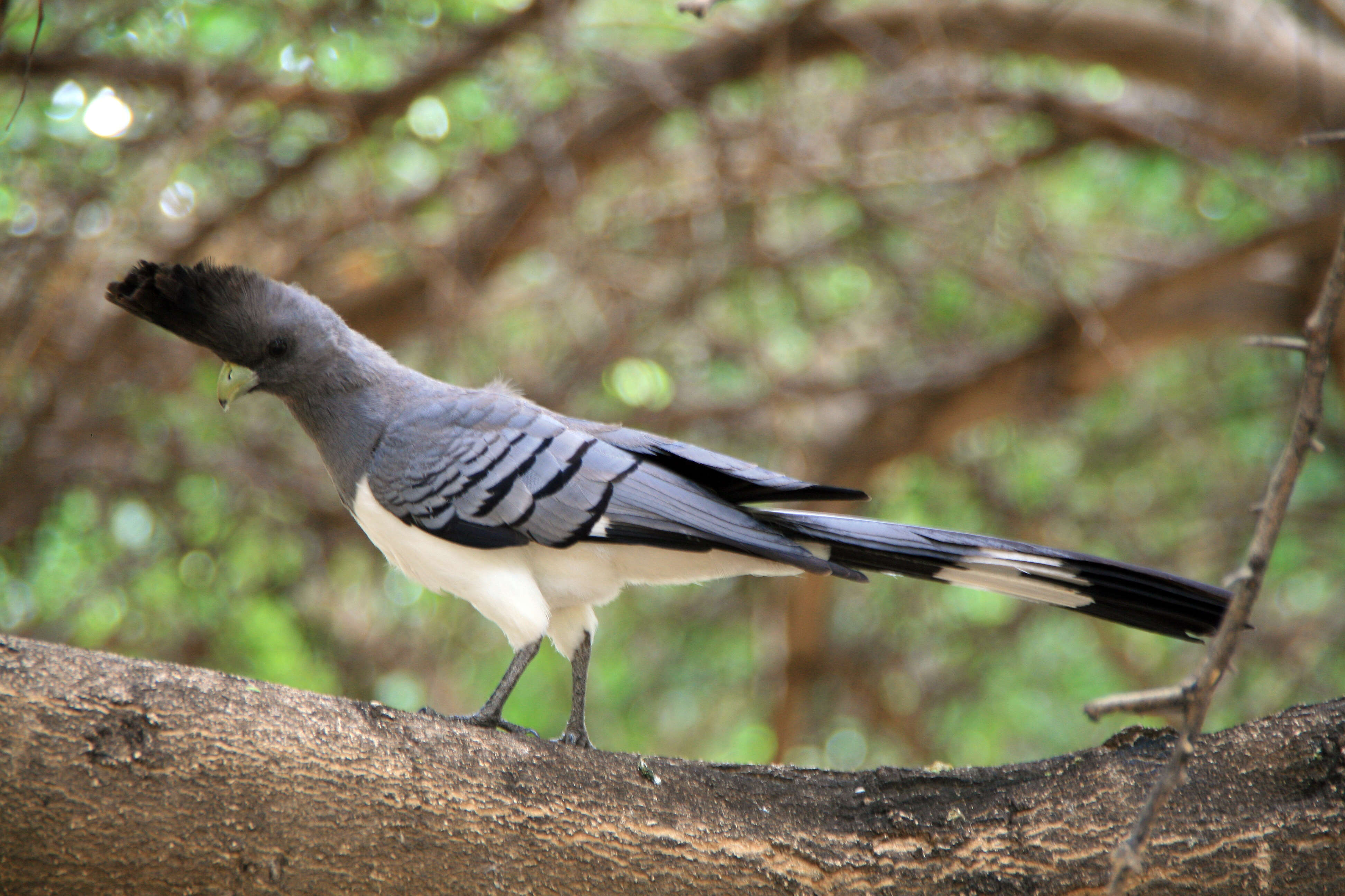 Image of White-bellied Go-away-bird