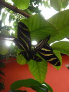 Image of Heliconius charithonia churchi Comstock & Brown 1950