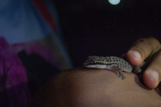 Image of Margarita Leaf-toed  Gecko