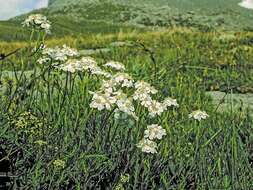 Achillea erba-rotta subsp. moschata (Wulfen) I. B. K. Richardson resmi