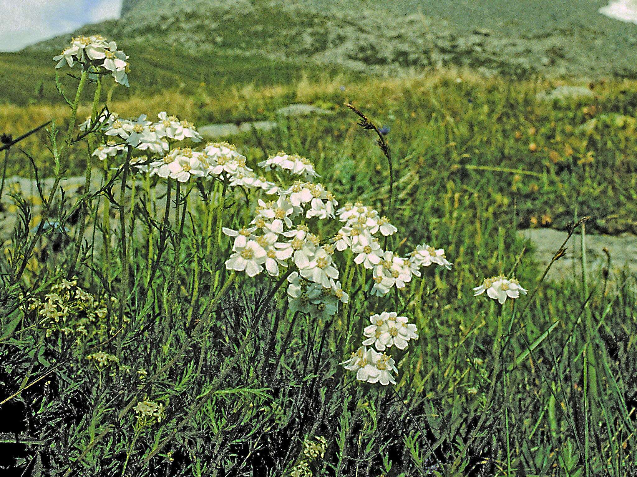 صورة Achillea erba-rotta subsp. moschata (Wulfen) I. B. K. Richardson