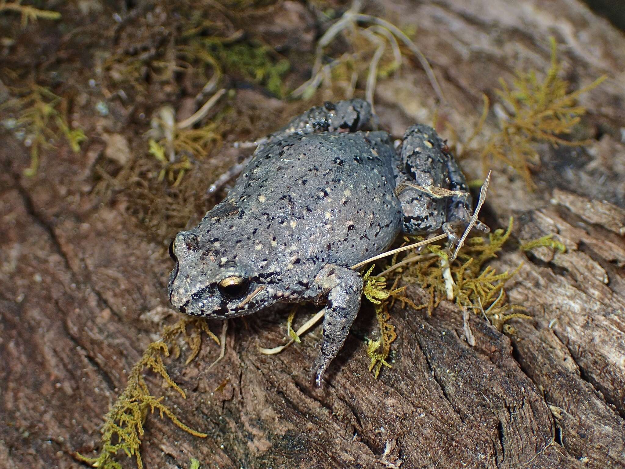 صورة Geocrinia laevis (Günther 1864)