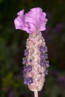 Image of French lavender