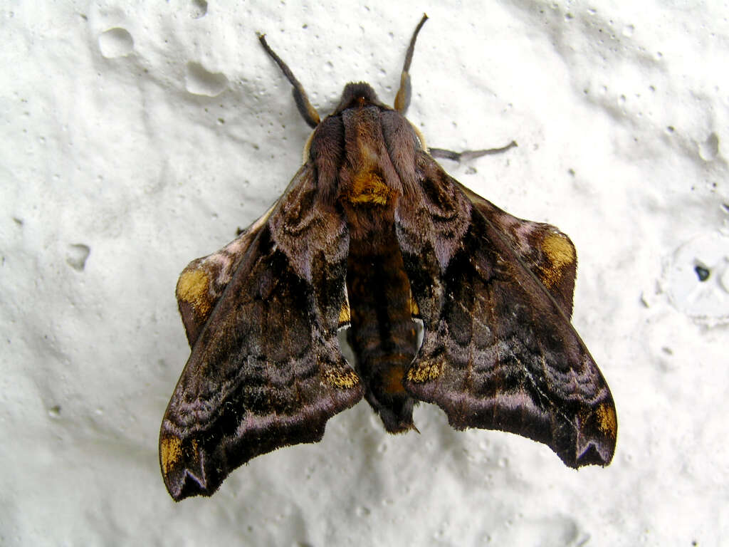 Image of Small-eyed Sphinx