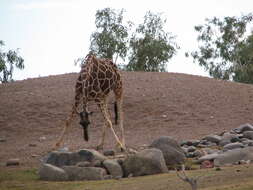 Image of reticulated giraffe