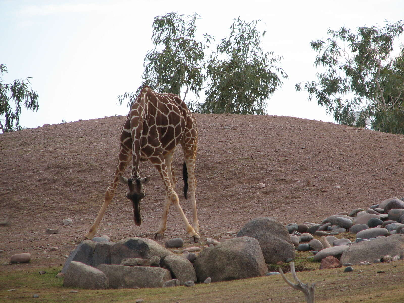 Plancia ëd Giraffa reticulata de Winton 1899