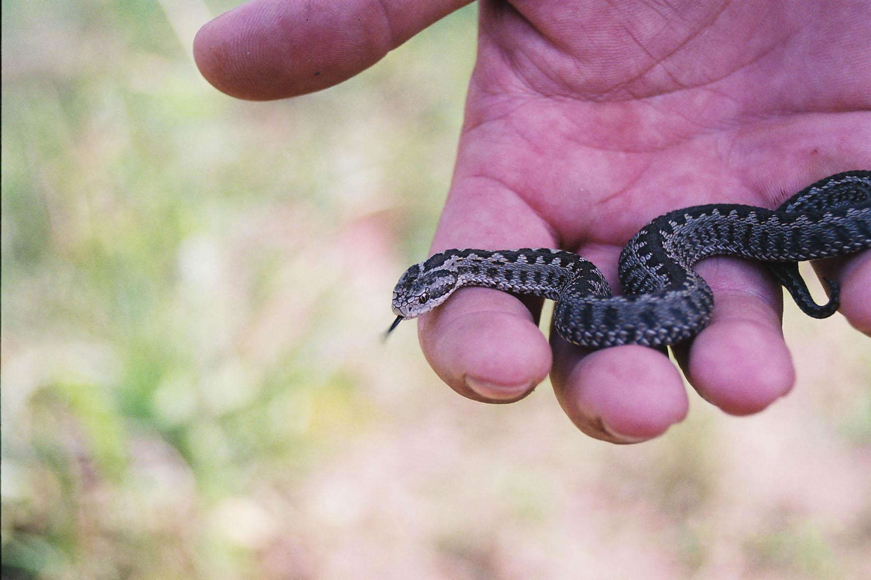 Plancia ëd Vipera ursinii (Bonaparte 1835)