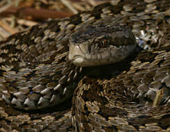 Plancia ëd Vipera ursinii (Bonaparte 1835)