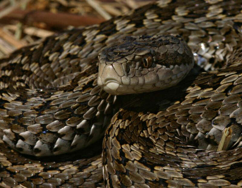 Plancia ëd Vipera ursinii (Bonaparte 1835)