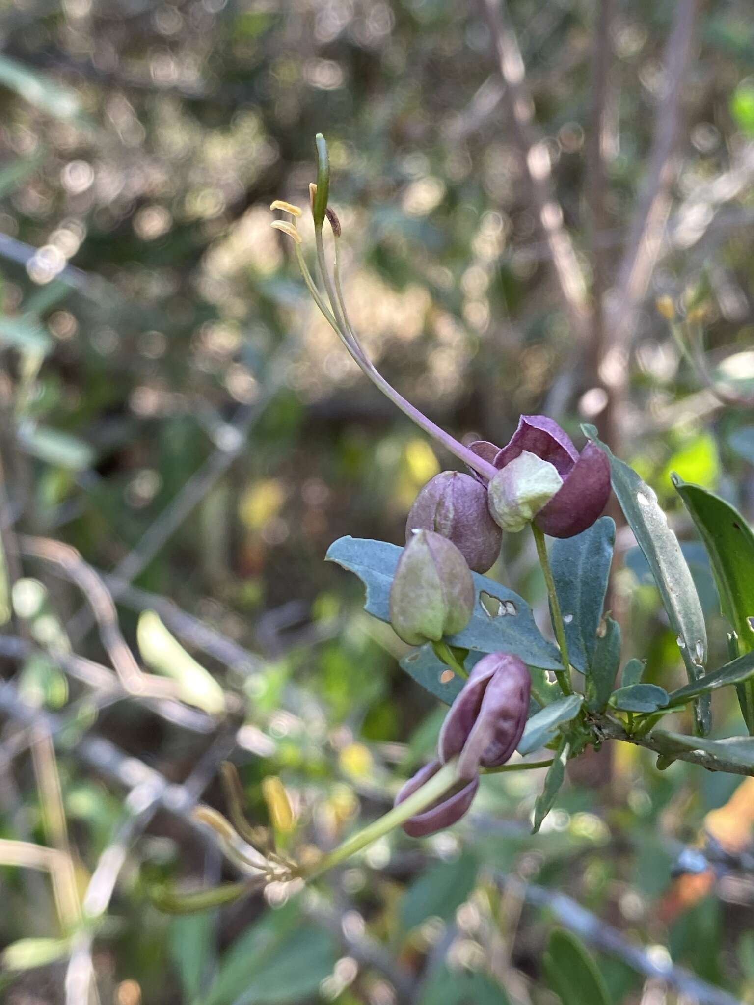 Image of Green-leaved wormbush