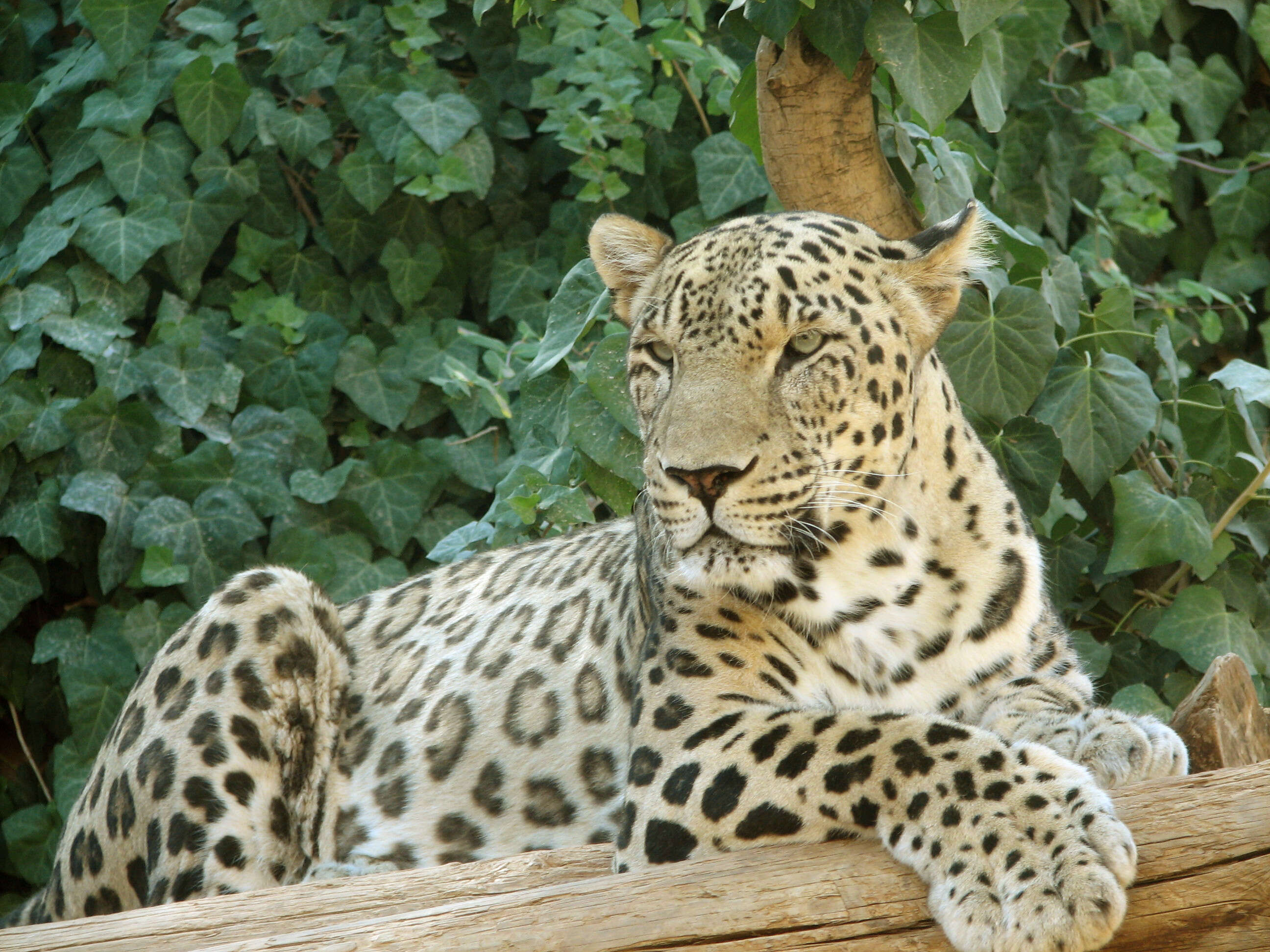 Image of Persian leopard