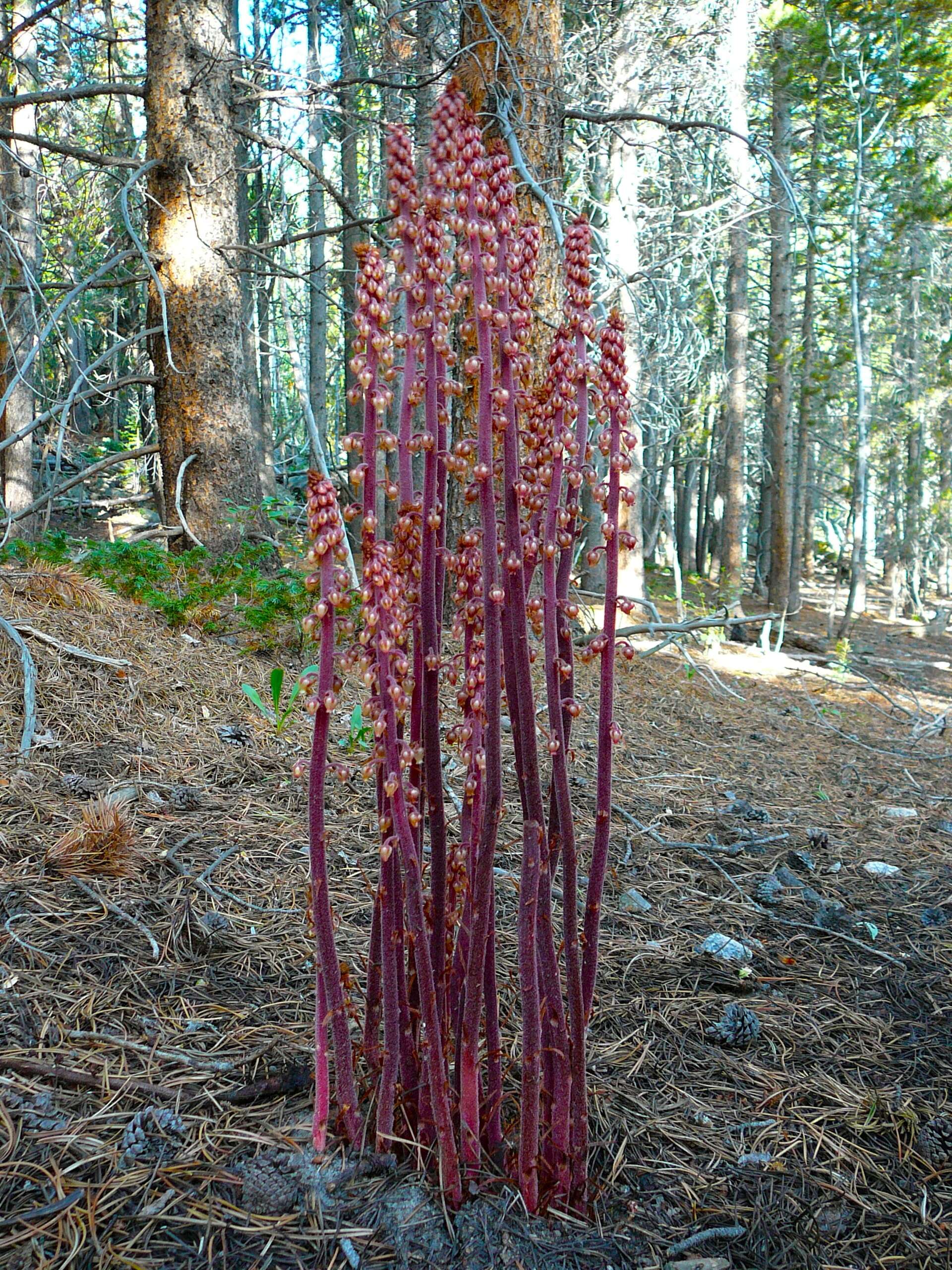 Image of Pterospora