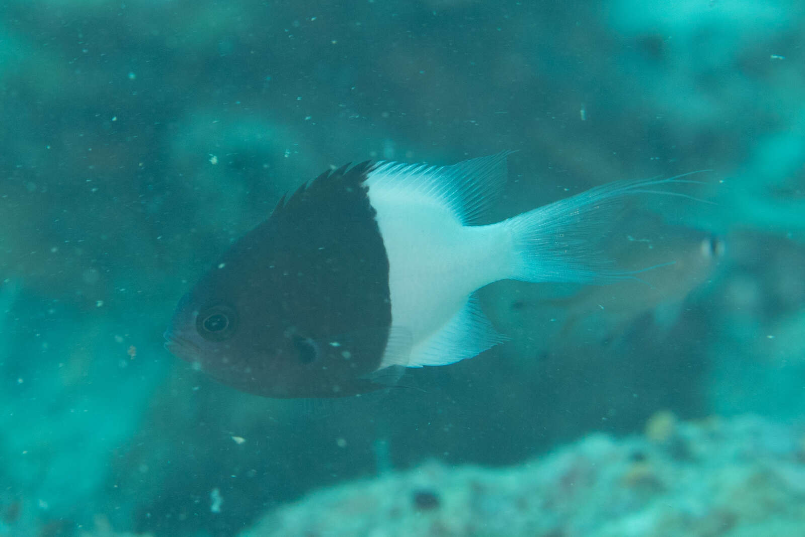 Plancia ëd Pycnochromis iomelas (Jordan & Seale 1906)