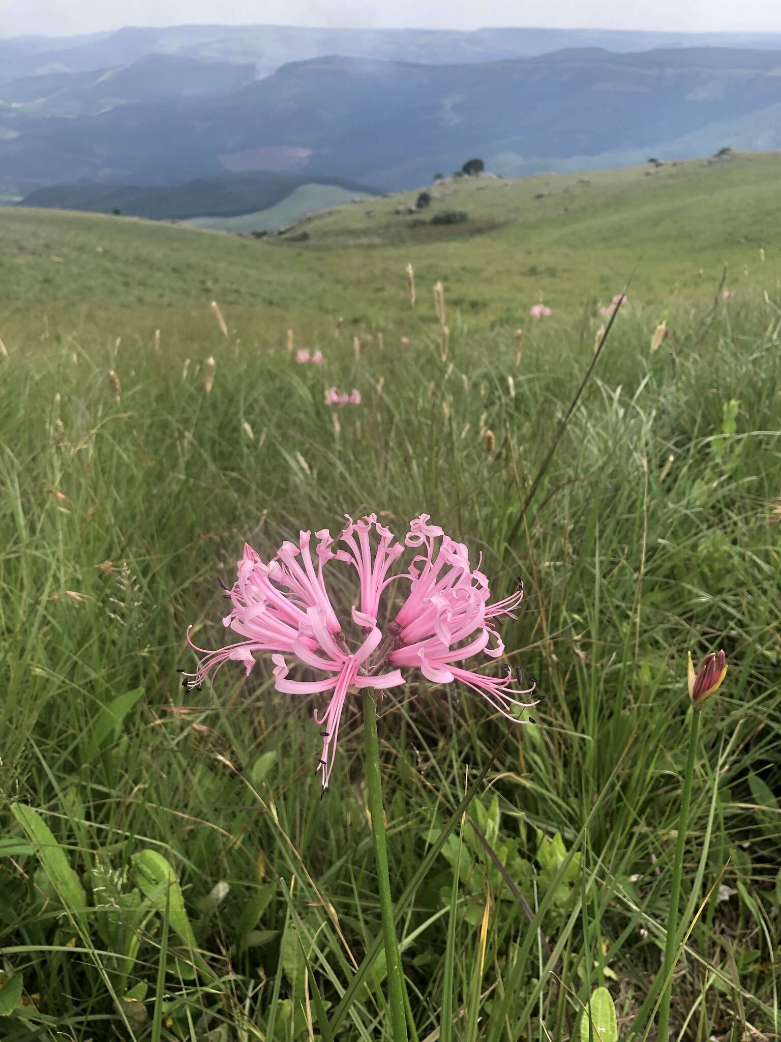 Image of Nerine angustifolia (Baker) W. Watson