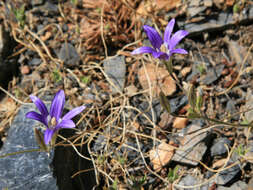 Image of harvest brodiaea