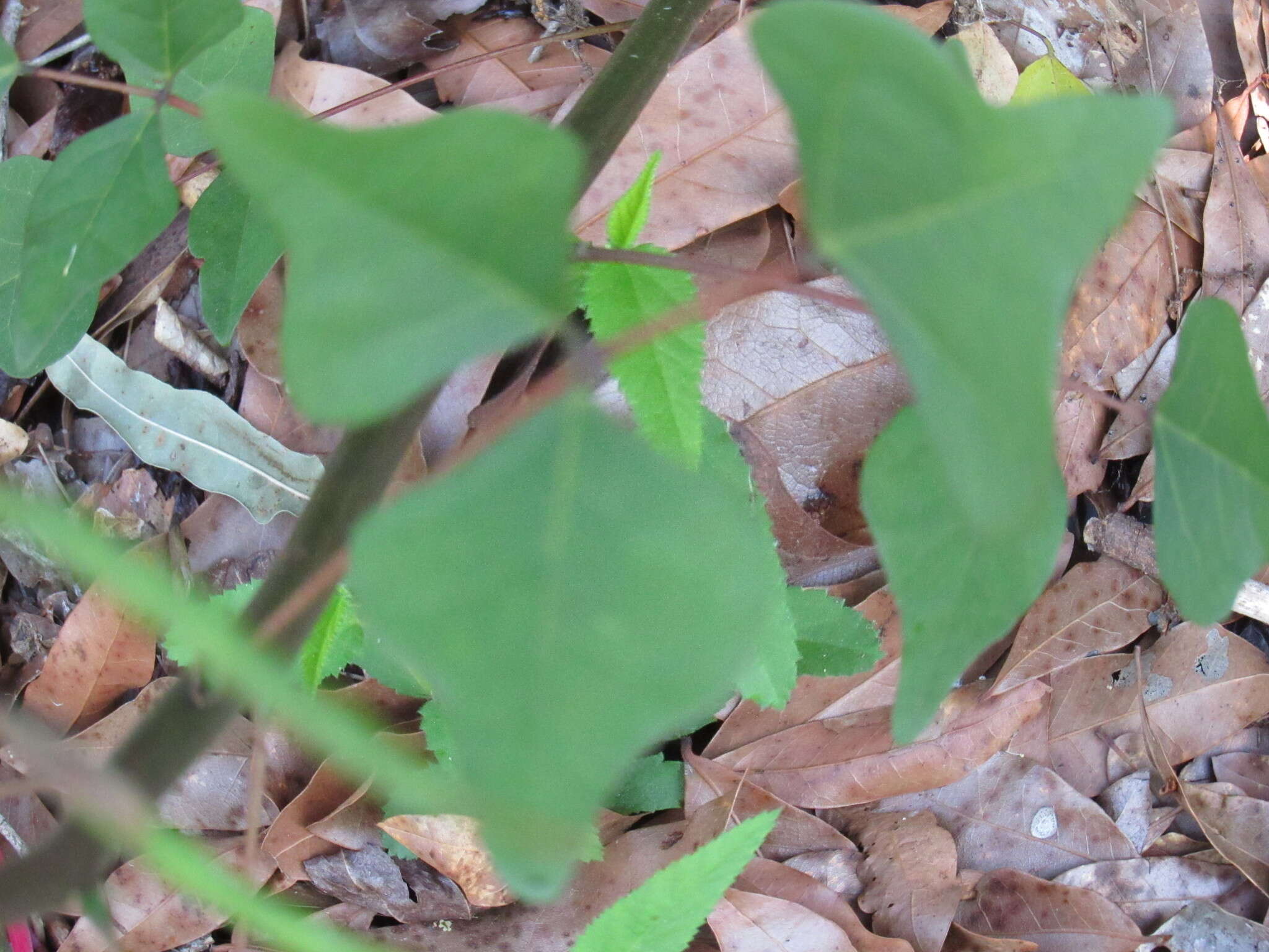 Слика од Erythrina herbacea L.