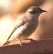 Image of Brown-headed Honeyeater