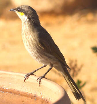 صورة Lichenostomus Cabanis 1851