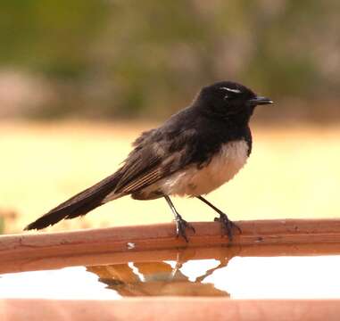 Image of Willie Wagtail