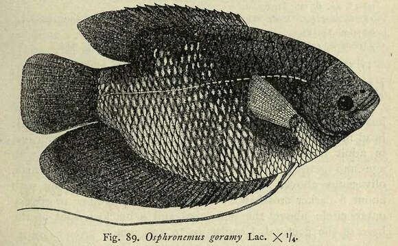 Image of Giant Gouramy