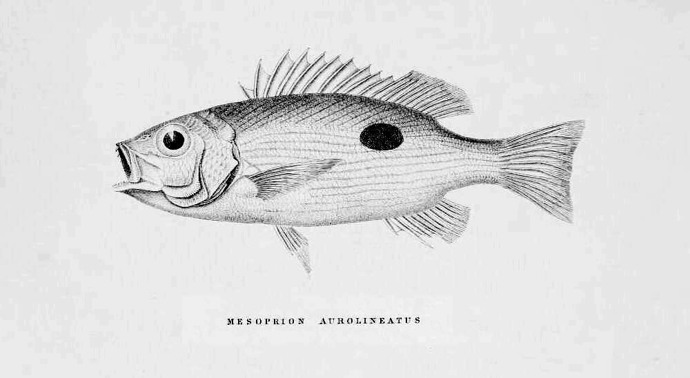 Слика од Lutjanus fulviflamma (Forsskål 1775)