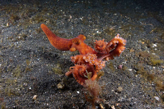 Image of Starry night octopus