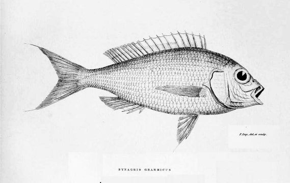 Image of Japanese threadfin bream