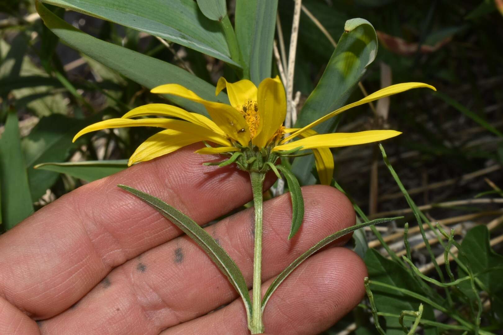 Sivun Helianthus nuttallii Torr. & A. Gray kuva