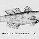 Image of Stenogobius gymnopomus (Bleeker 1853)